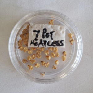 7 pot primo heatless seeds (10)