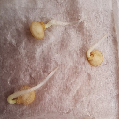chili seed tails