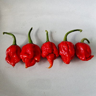 picking ripe chillies
