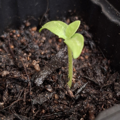 seedling