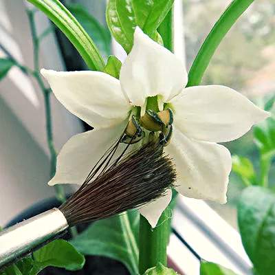 cross pollinating chillies