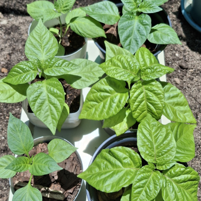hardening off chilli plants