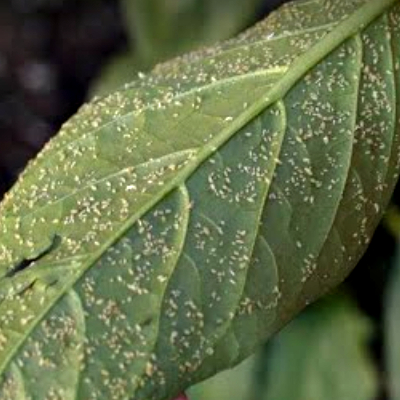 aphids chilli plant pests