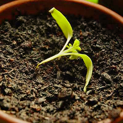 chilli seeds damping off