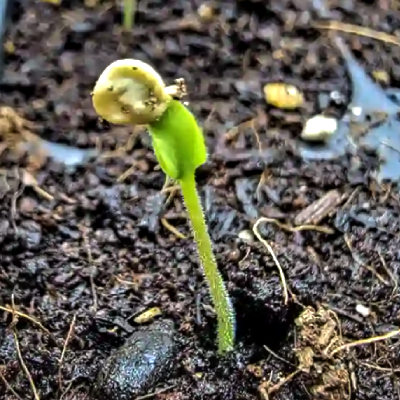 helmet head chilli pepper seeds