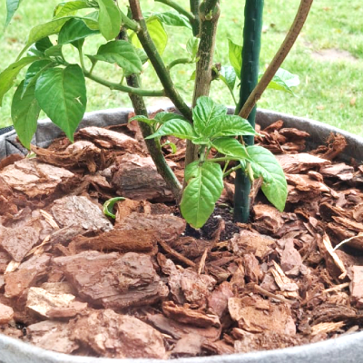 mulching chilli pepper plants